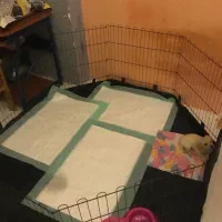 لوازم جانبی سگ