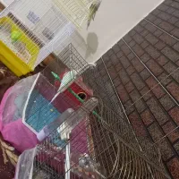 یک جفت مرغ عشق،یدونه مرغ عشق،عروس هلندی نیمه اهلی