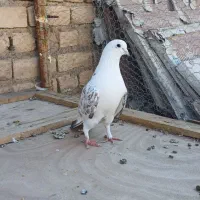 کفتر|پرنده|قم, انصار‌الحسین|دیوار