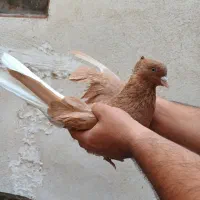 جفت زردمسفید کاکلی نامبروان|پرنده|مشهد, قائم|دیوار