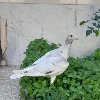 یک عدد کبوتر