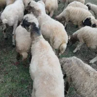 بره گوشتی فروشی