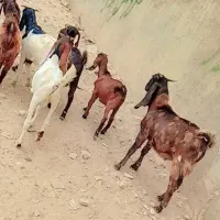 سلام ۱۰عددبز نر چنابیش|حیوانات مزرعه|کارون, |دیوار