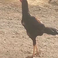 خروسی لاری اصل پنج ماه|حیوانات مزرعه|مهاباد (آذربایجان غربی), |دیوار