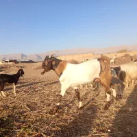 کهره بذری بره بز میش قوچ|حیوانات مزرعه|کوار, |دیوار