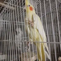 فروش دو عدد عروس هلندی لوتینو و گلباقالی|پرنده|فامنین, |دیوار