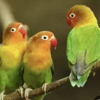 پرنده پیدا شده ( عکس تزیینی)