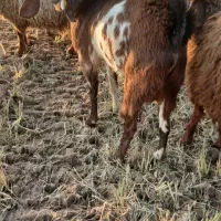 باسلام دو عدد بز نر درجه یک|حیوانات مزرعه|کارون, |دیوار