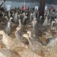 جوجه بوقلمون ۳۵ روزه کامل واکسن خورده