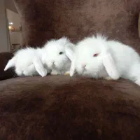 خرگوش های مینی لوپ مستر لوپی|موش و خرگوش|کرج, کرج نو|دیوار