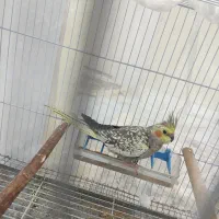 عروس هلندی ماده بالغ