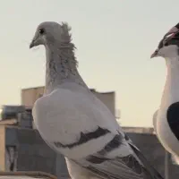 سبز کاکلی۳تا نر|پرنده|مشهد, سجاد شهر|دیوار