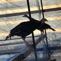 نیمچه بوقلمون دوماهه برنزواکسن خورده کیفیت عالی|حیوانات مزرعه|رشت, تازه آباد|دیوار