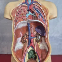 مولاژ بدن (6 تکه)