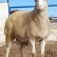 انواع دام سبک و سنگین