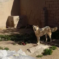 واگذاری سگ|سگ|همدان, |دیوار