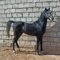 اسب سواری دار از نژاد کرد