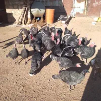 فروش بقلمون|حیوانات مزرعه|کوهدشت, |دیوار