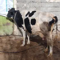 گاو شیری با گوساله ماده|حیوانات مزرعه|قره قوین, |دیوار