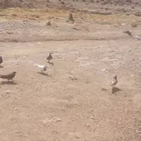 ۸ عدد کبوتر|پرنده|شیراز, انجیره|دیوار