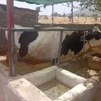 گاو خونگی