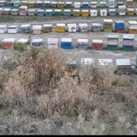 جابجایی زنبور عسل