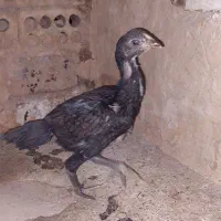 جوجه لاری|حیوانات مزرعه|خاوران, |دیوار