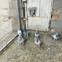 فروش پلاکی سبز و شامی