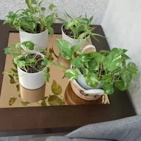 میز جلومبلی|مبلمان خانگی و میز عسلی|اهواز, کیان اباد|دیوار