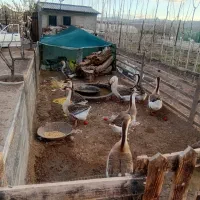 قوغاز اصیل افریقایی فروش تکی و عمده