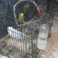 5عددمرغ عشق باقفس