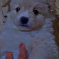 توله سگ پامر روباهی|سگ|باغستان, |دیوار