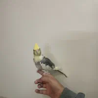 جوجه عروس سه ماهه|پرنده|شاهینشهر, گرگاب|دیوار