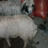 میش