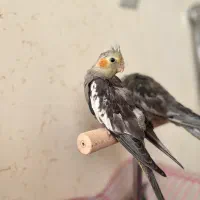 یک جفت عروس هلندی