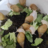 حلزون مولد و نیمه مولد سه ماه