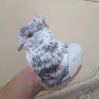 فروش کبوتر|پرنده|خان ببین, |دیوار