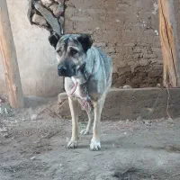 واگذاری سگ سرابی|سگ|اردبیل, |دیوار