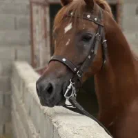 نریان عرب