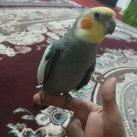 طوطی عروس|پرنده|لاهیجان, لیالستان|دیوار