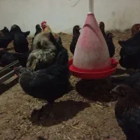 مرغ رسمی|حیوانات مزرعه|جعفرآباد, |دیوار