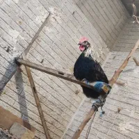 خروس مشکی