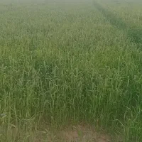 اجاره-زمین-زراعی