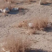 فروش زمین ناصرآباد اطراف شرکت گاز