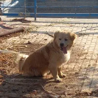 سگ پیدا شده