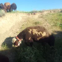قوچ پلنگی افشار