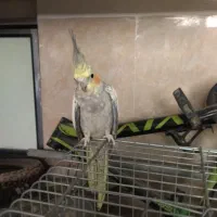 عروس  ماده اماده