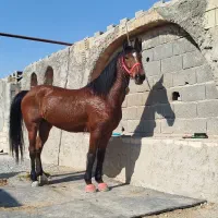 کارگر جهت کار در اسطبل