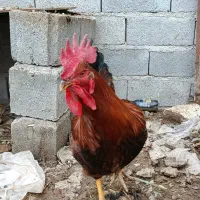 خروس چاقه چله