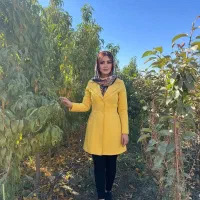 فروش نهال توت تجاری و پر بار ضمانت5سال ارسال فوری